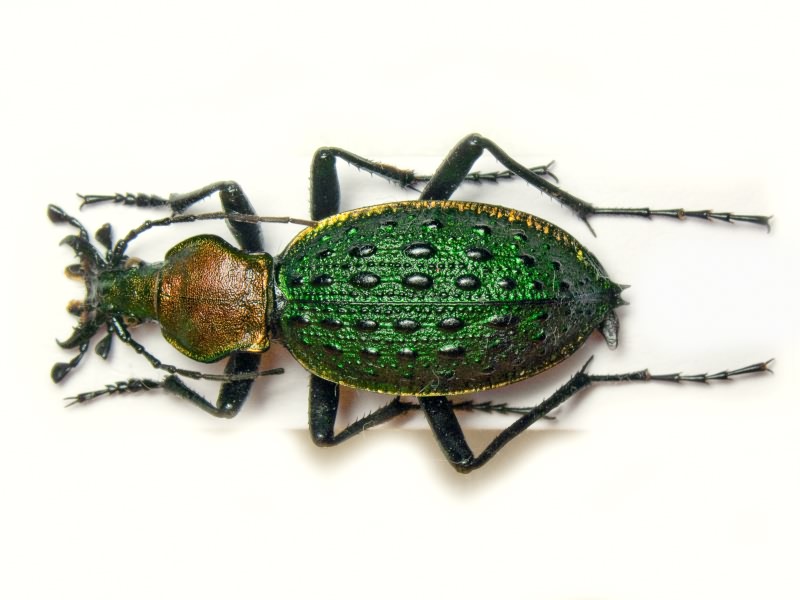 Carabus principalis Bates, 1889